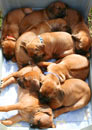 cooper puppies 1
