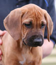 rodger 8 weeks