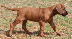 Shakira 8 weeks