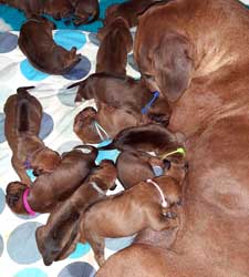 puppies new born