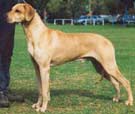 Kai Ridges Sundance Kid 
