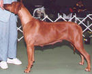 Lowehund Red Dawn