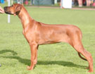 Norka 12 weeks